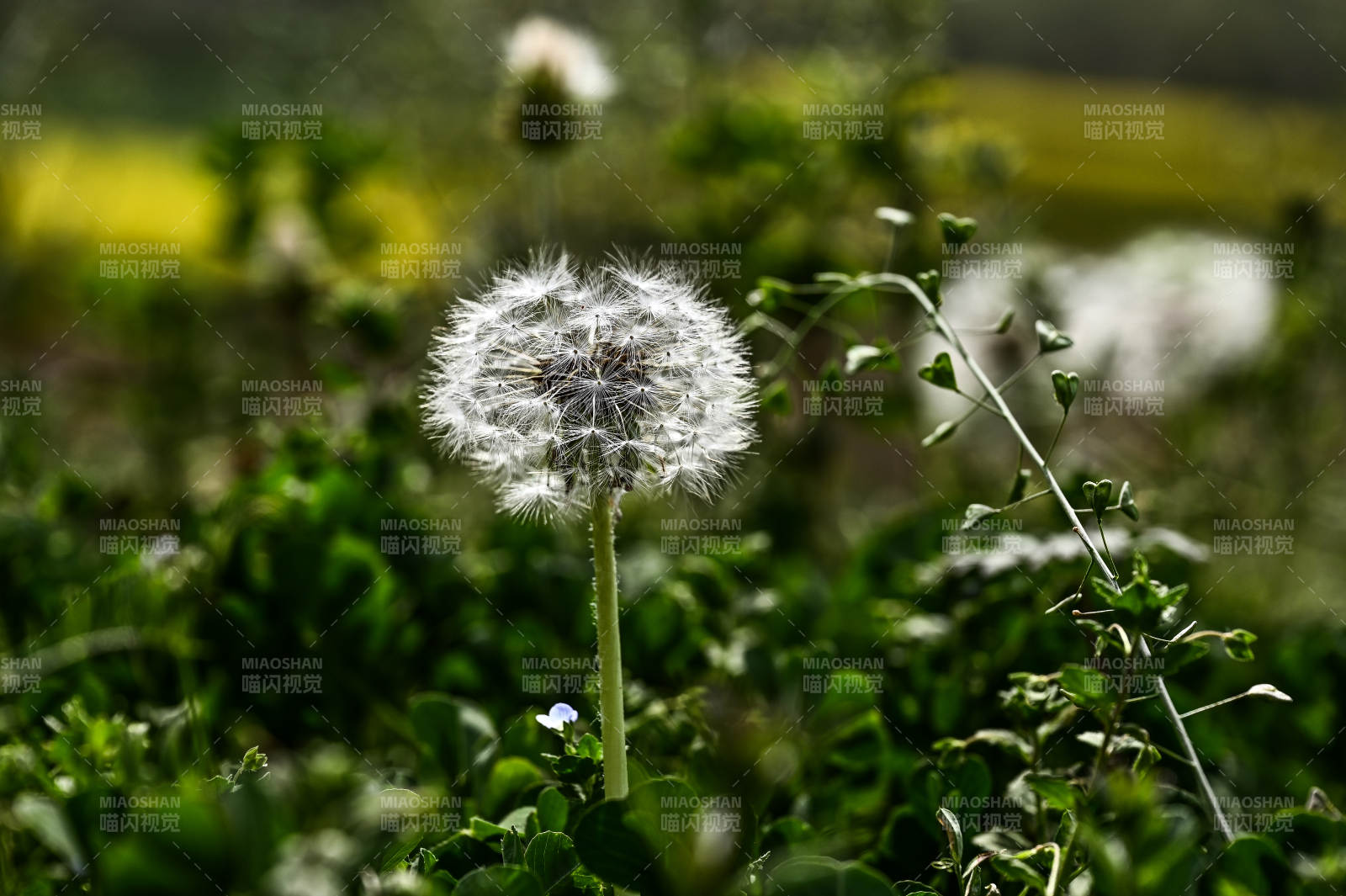 蒲公英随风飘散图片