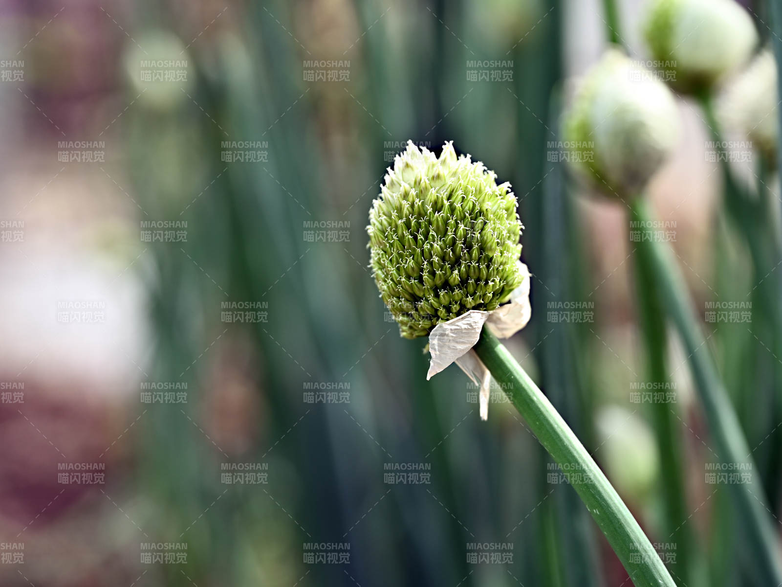 绿球花绽放图片