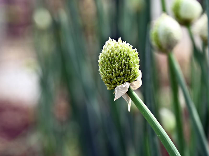 绿球花绽放图片