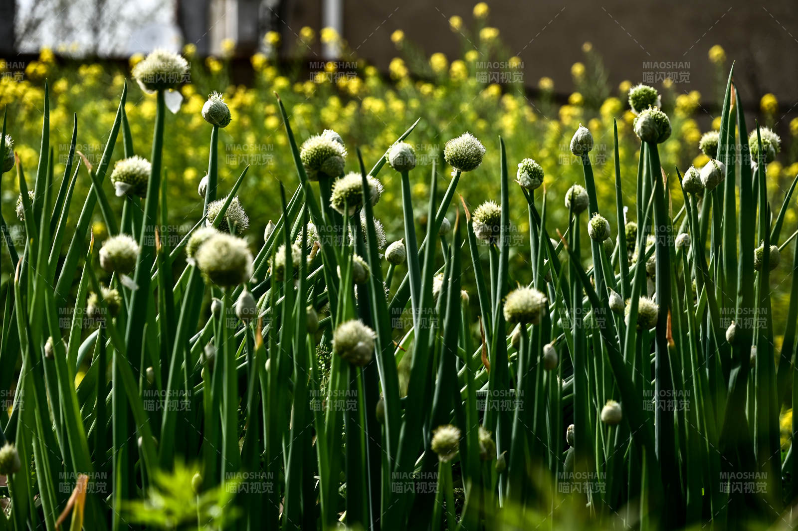 葱花绽放的田野图片