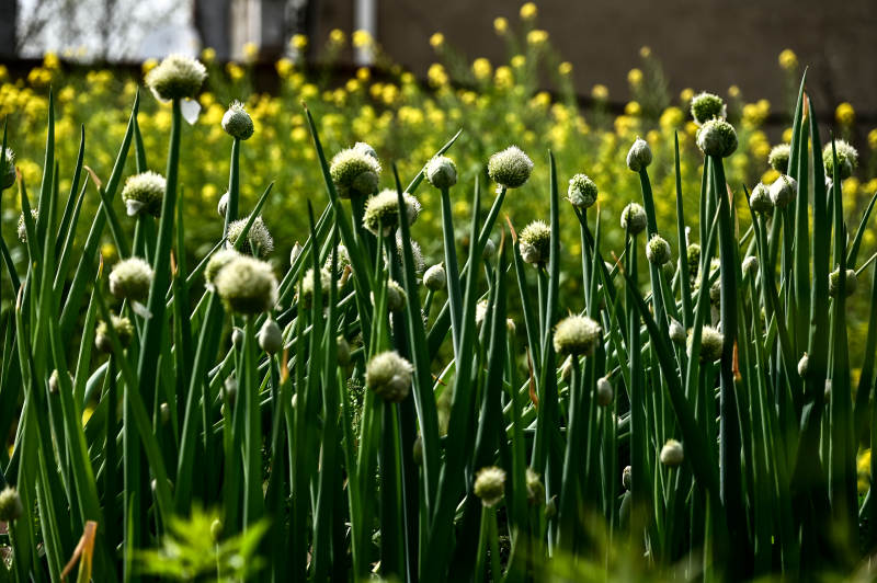 葱花绽放的田野图片