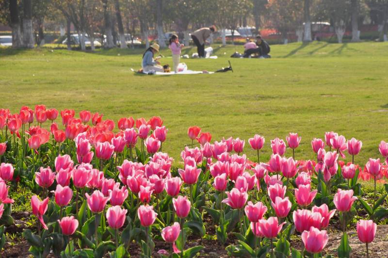 春日花海野餐图片