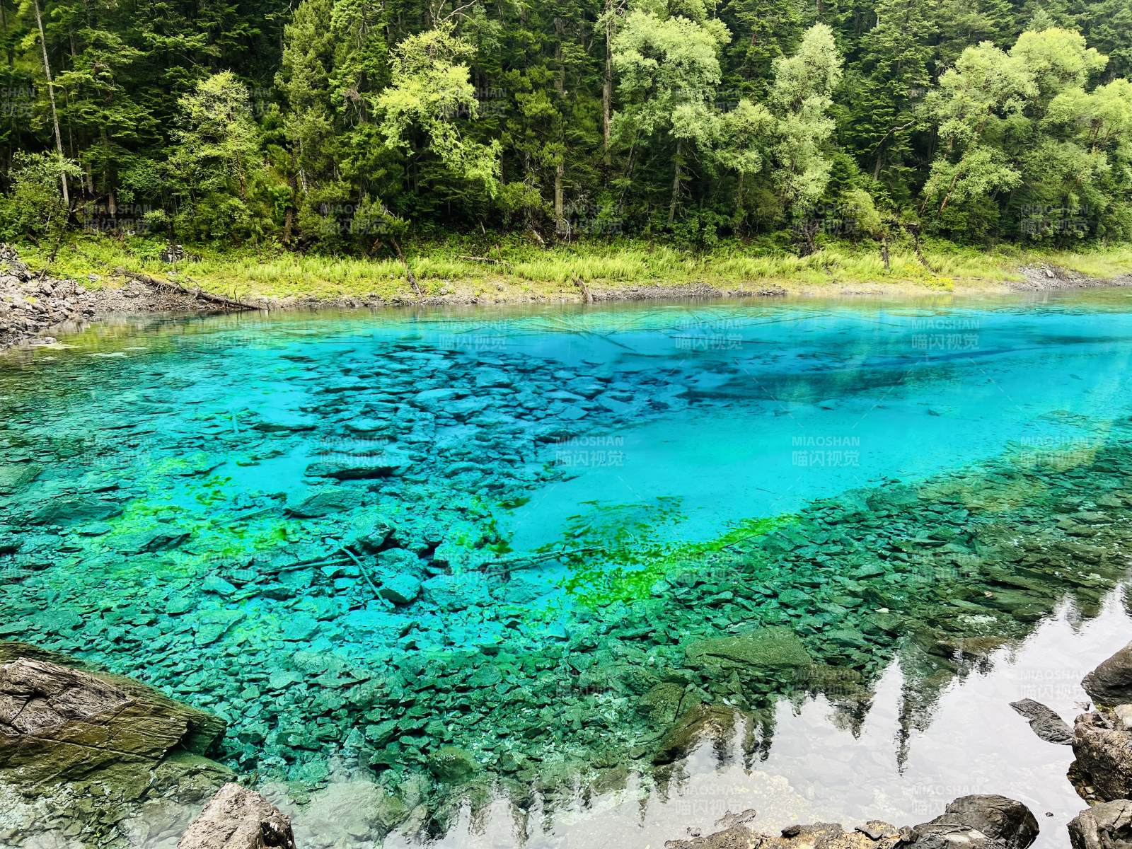碧水映林 清澈见底图片