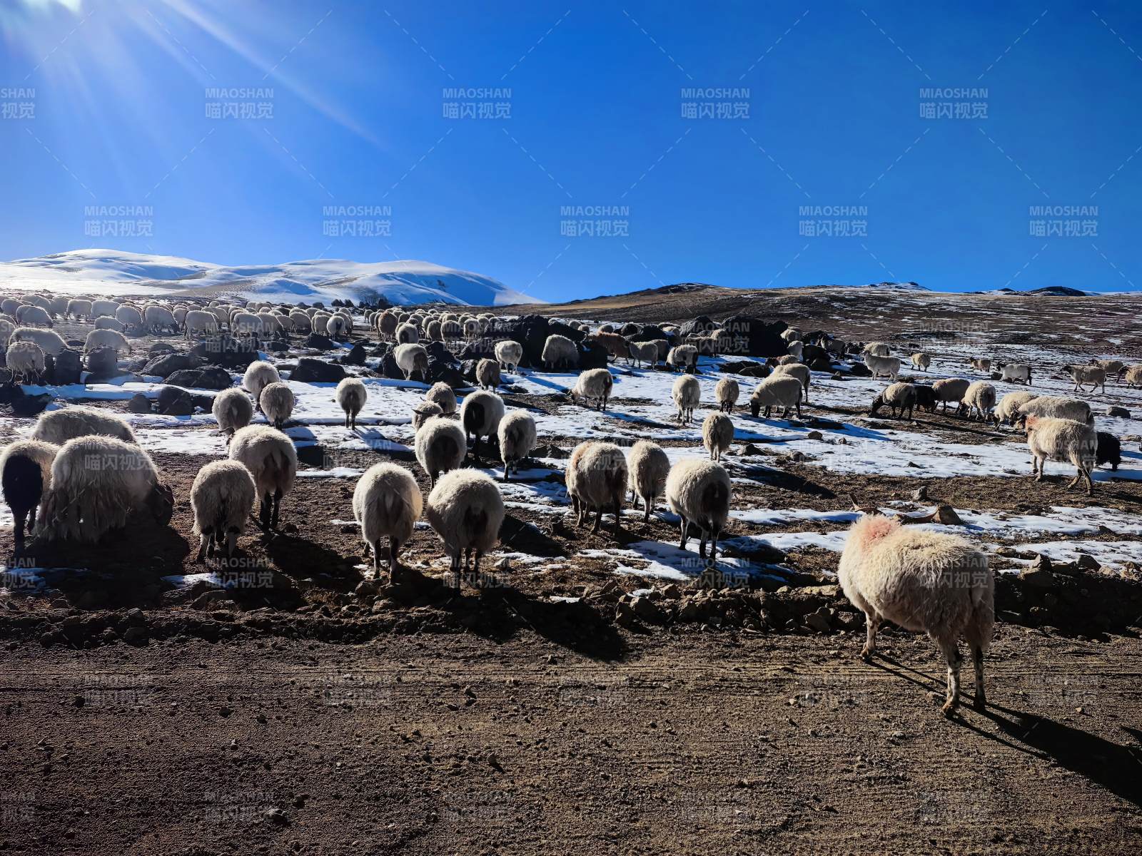 雪原羊群觅食图图片