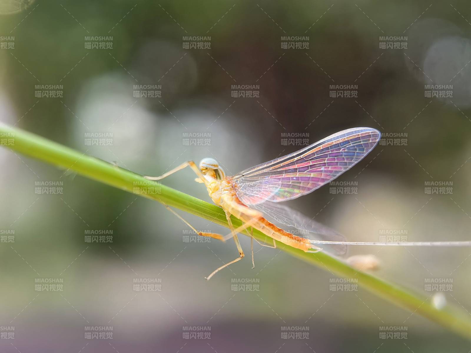 蜻蜓栖息绿枝上图片