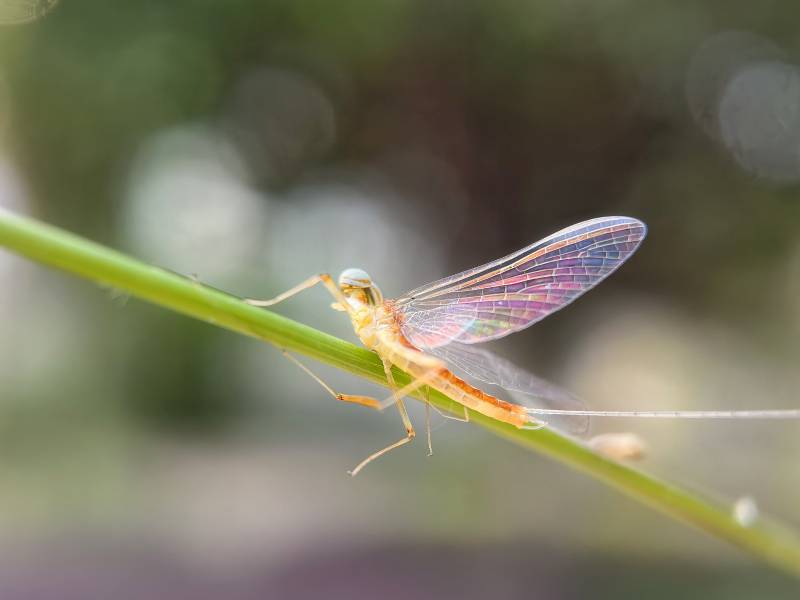 蜻蜓栖息绿枝上图片