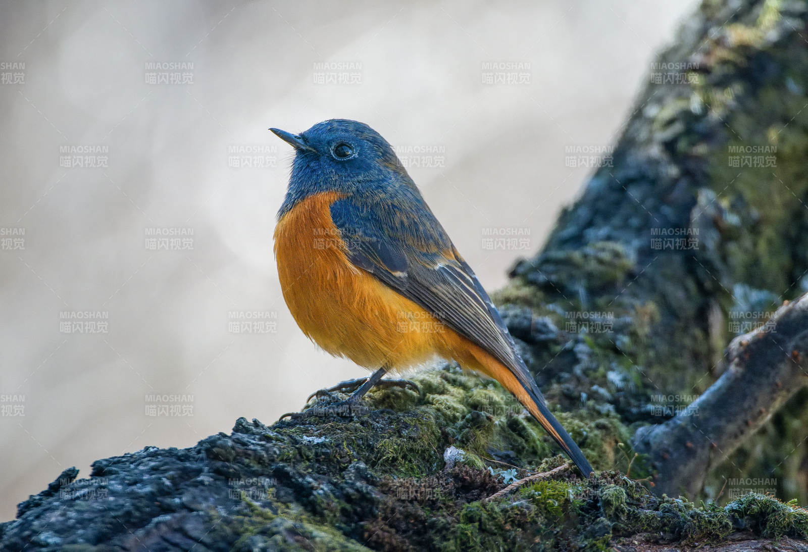 蓝背红腹鸟栖枝图片