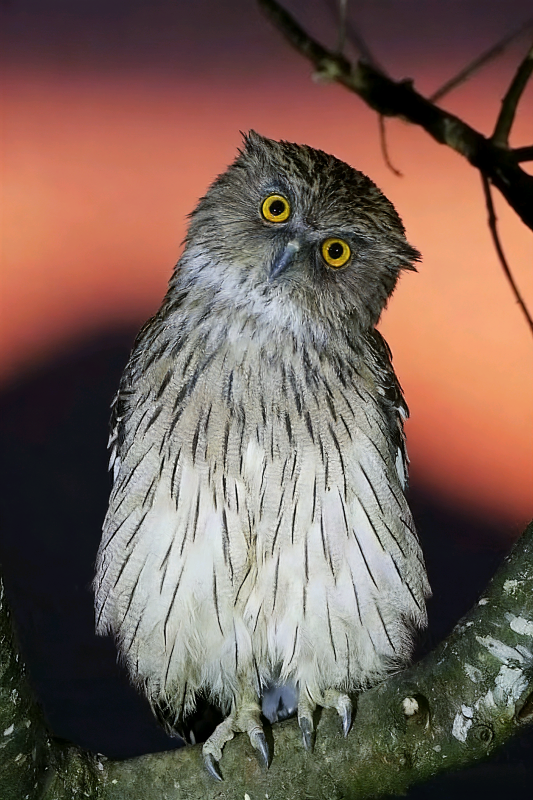 夜幕下的猫头鹰图片