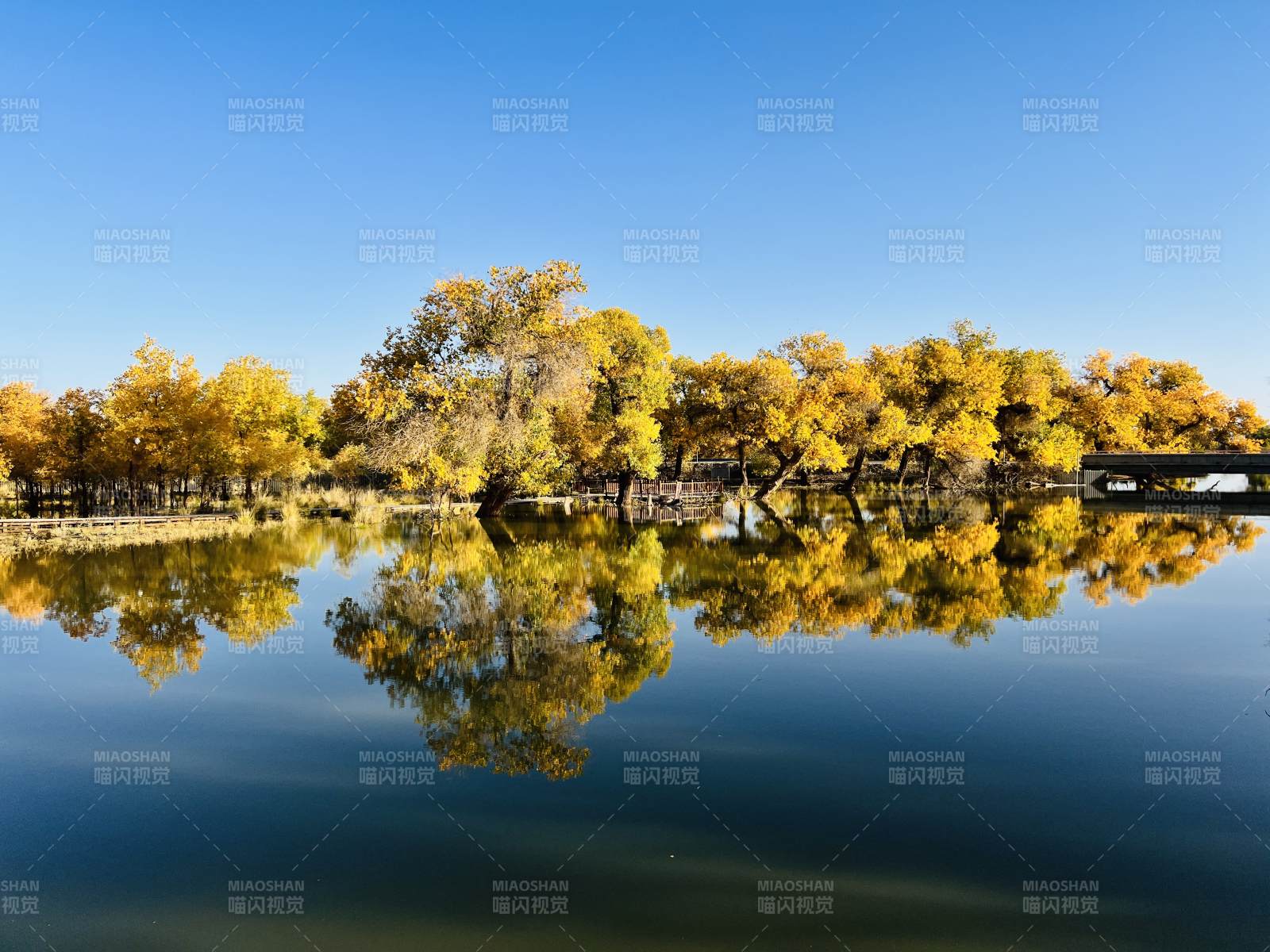 额济纳胡杨林图片