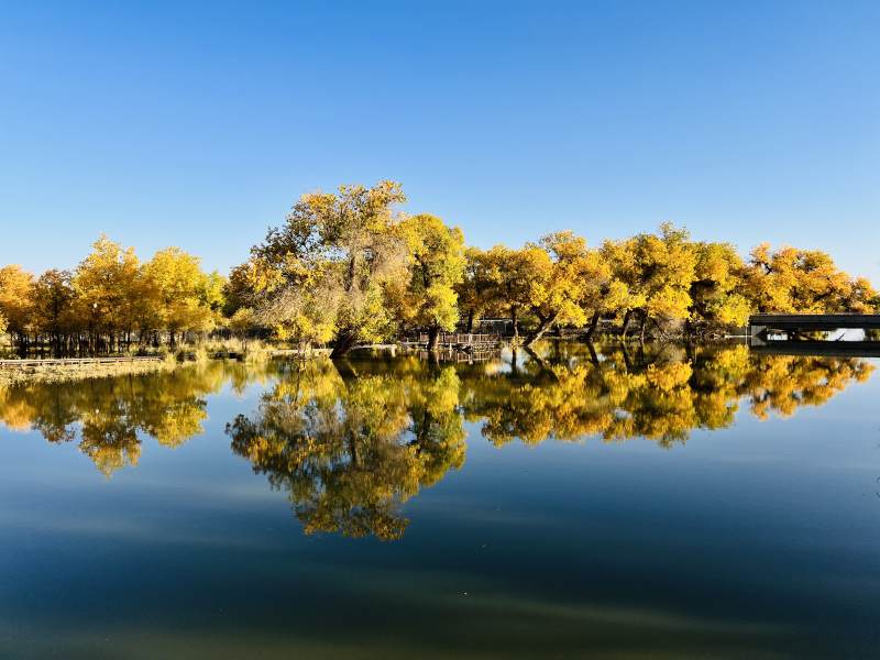额济纳胡杨林图片