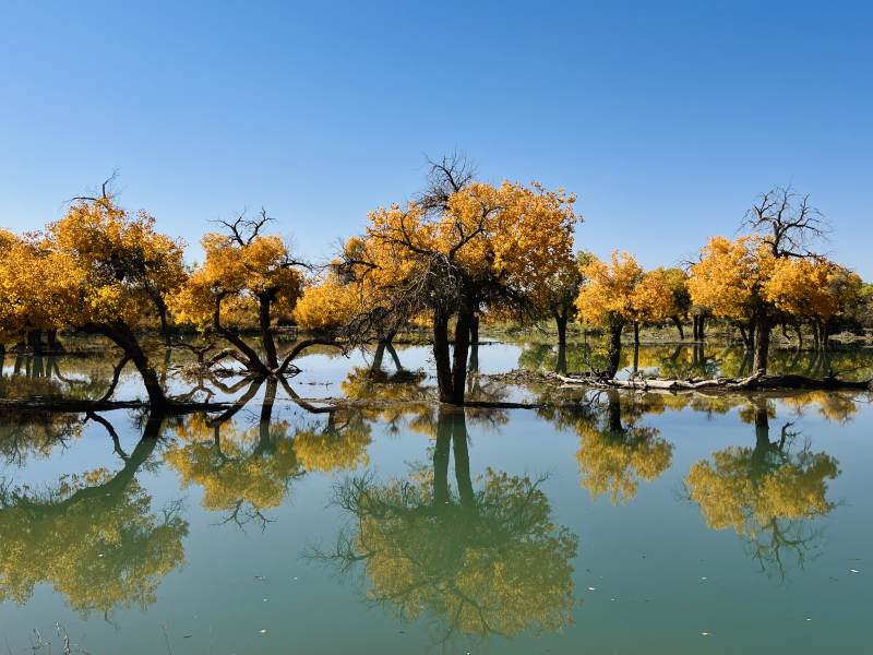 大漠胡杨林图片