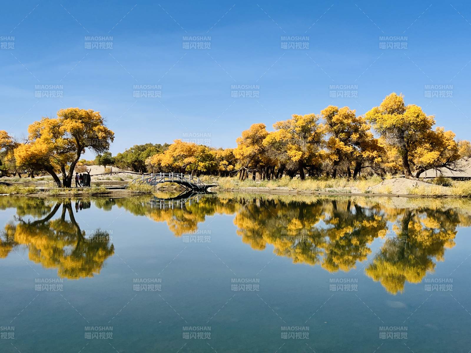 大漠胡杨林图片