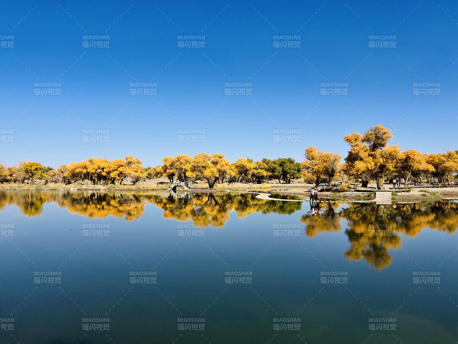 大漠胡杨林图片