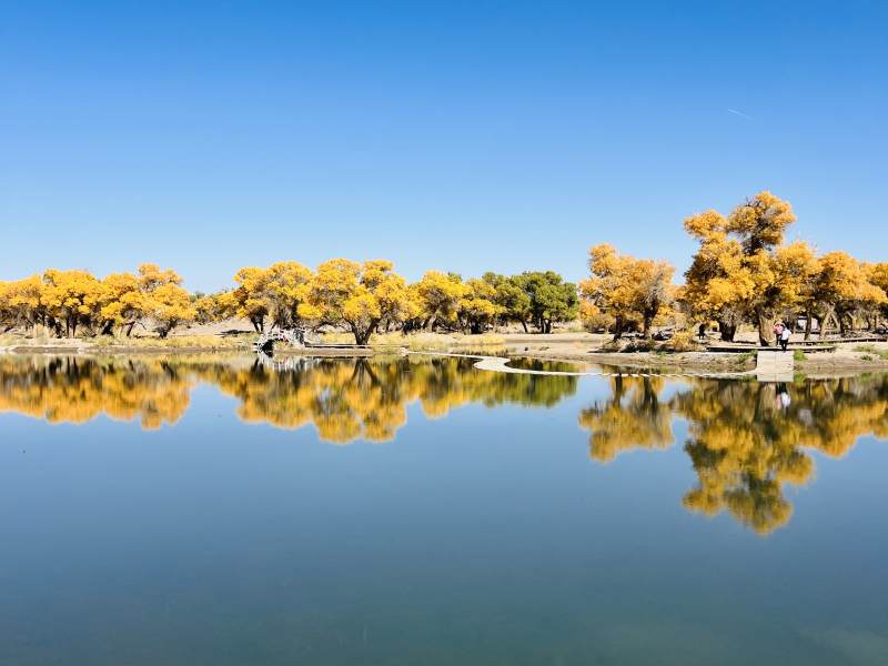 大漠胡杨林图片