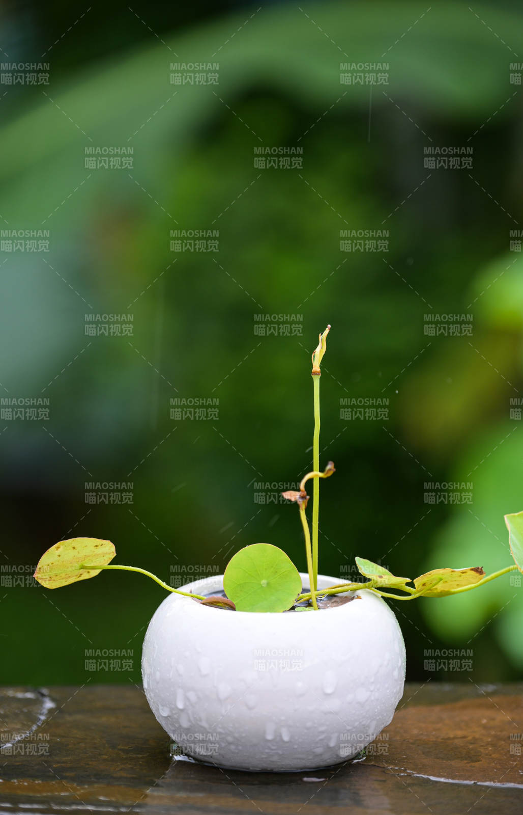 雨中绿植静谧景图片