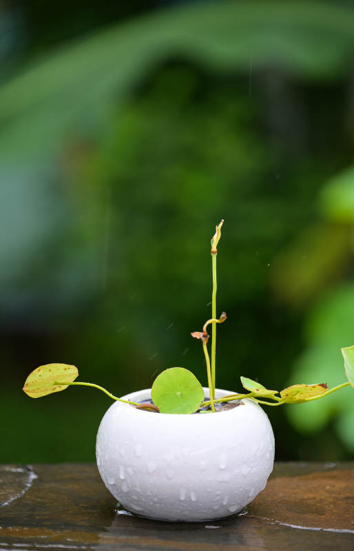 雨中绿植静谧景图片