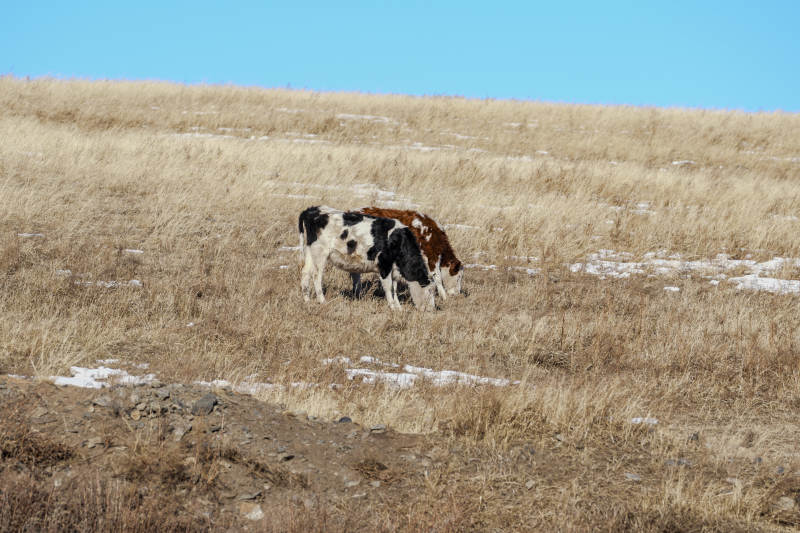 草原上的牛群图片