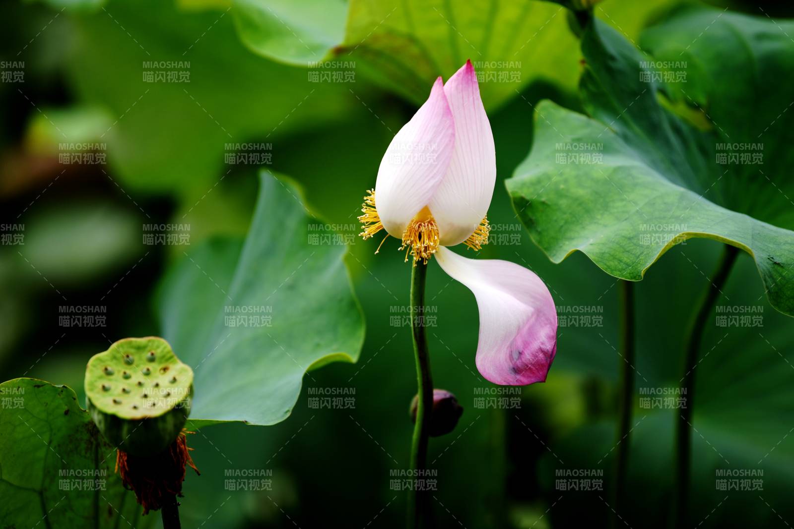 荷花绽放 绿叶相伴图片