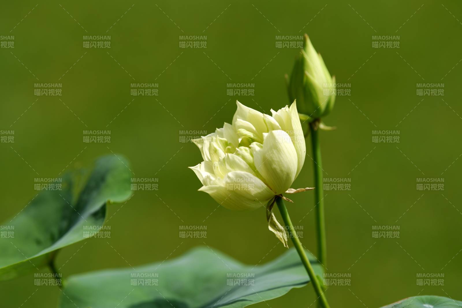 淡黄玫瑰绽放图片