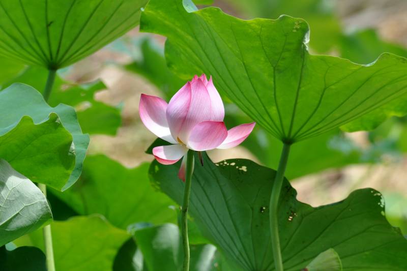 荷花绽放绿叶间图片