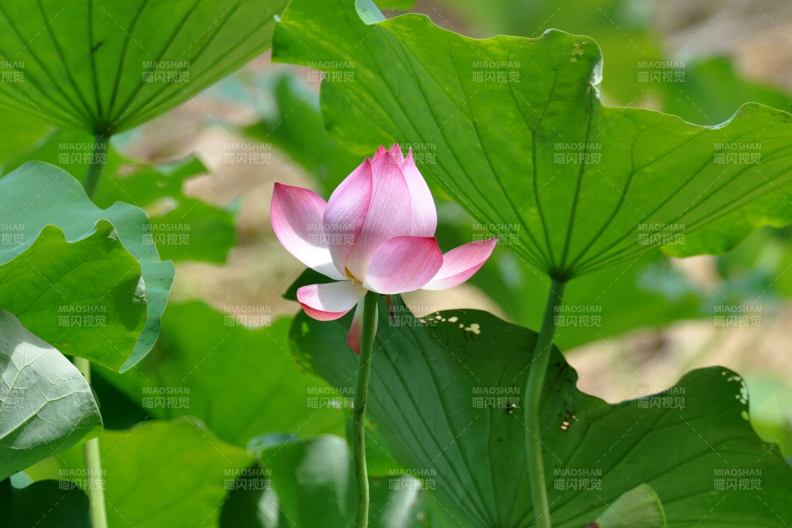 荷花绽放绿叶间图片