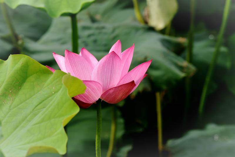 粉莲绽放绿叶间图片