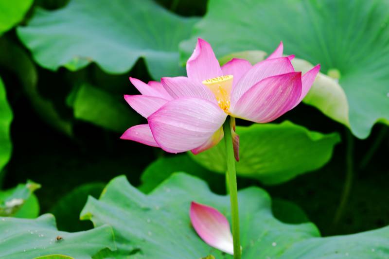 粉莲绽放绿叶间图片