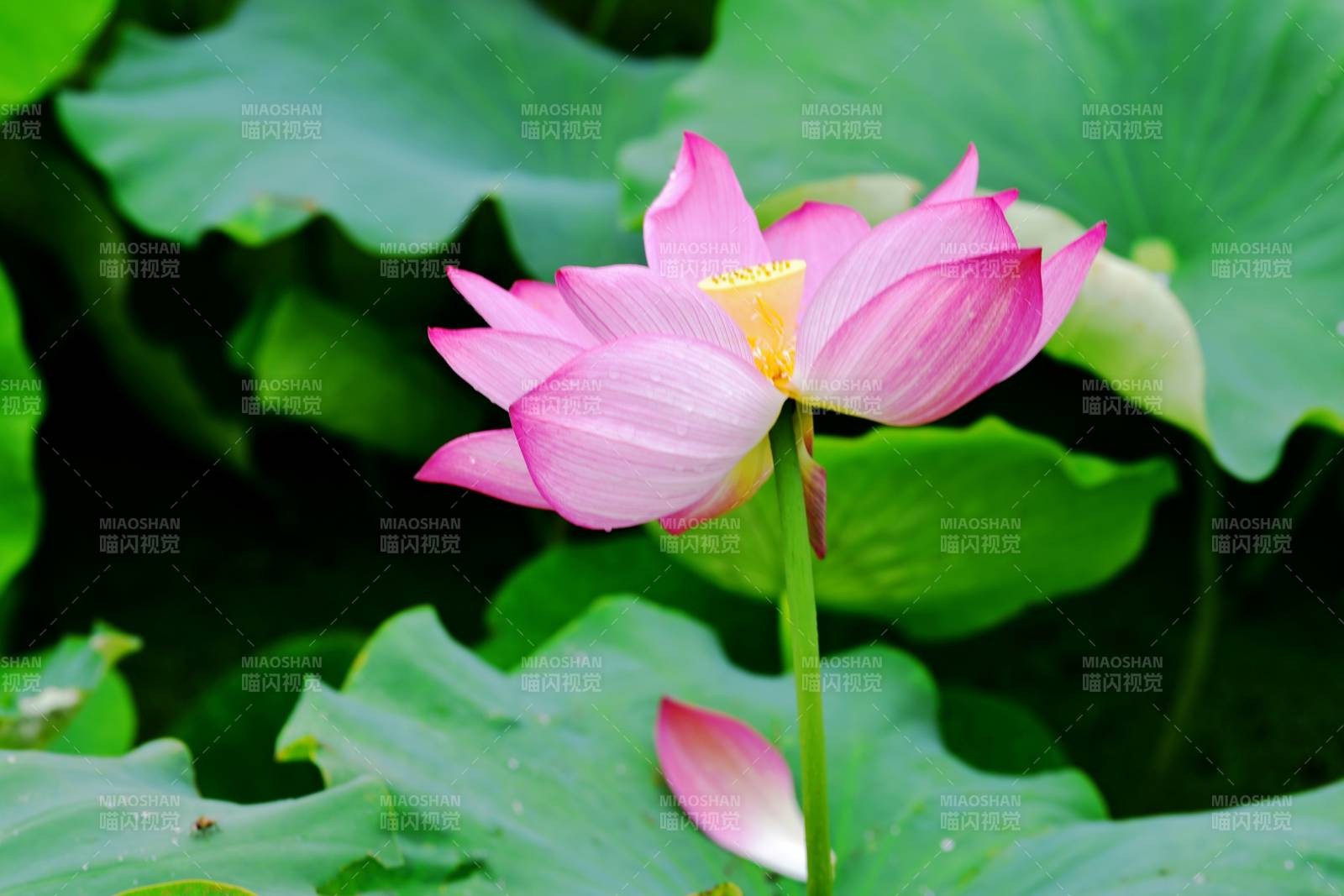 粉莲绽放绿叶间图片