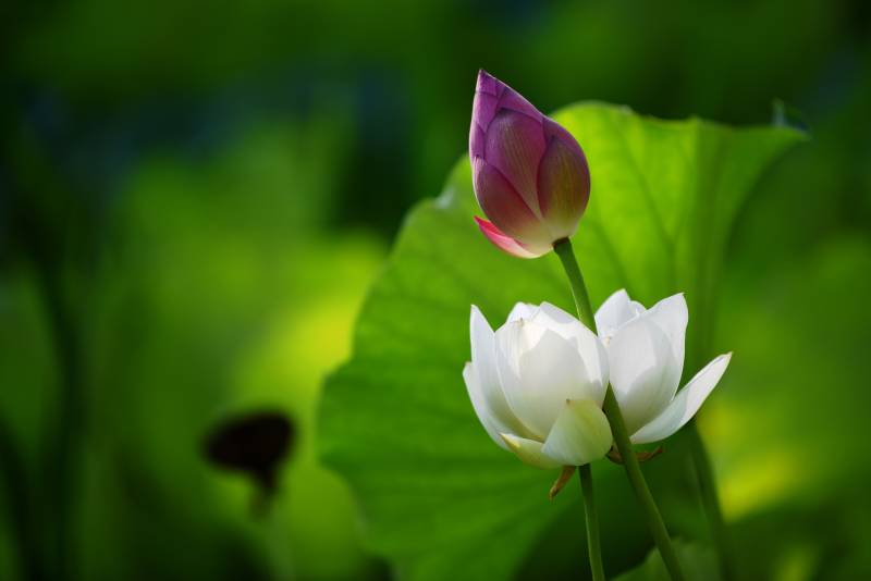 莲花绽放 静谧之美图片