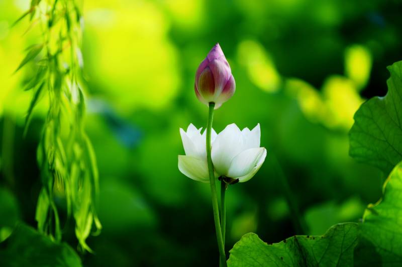 莲花绽放 静谧之美图片