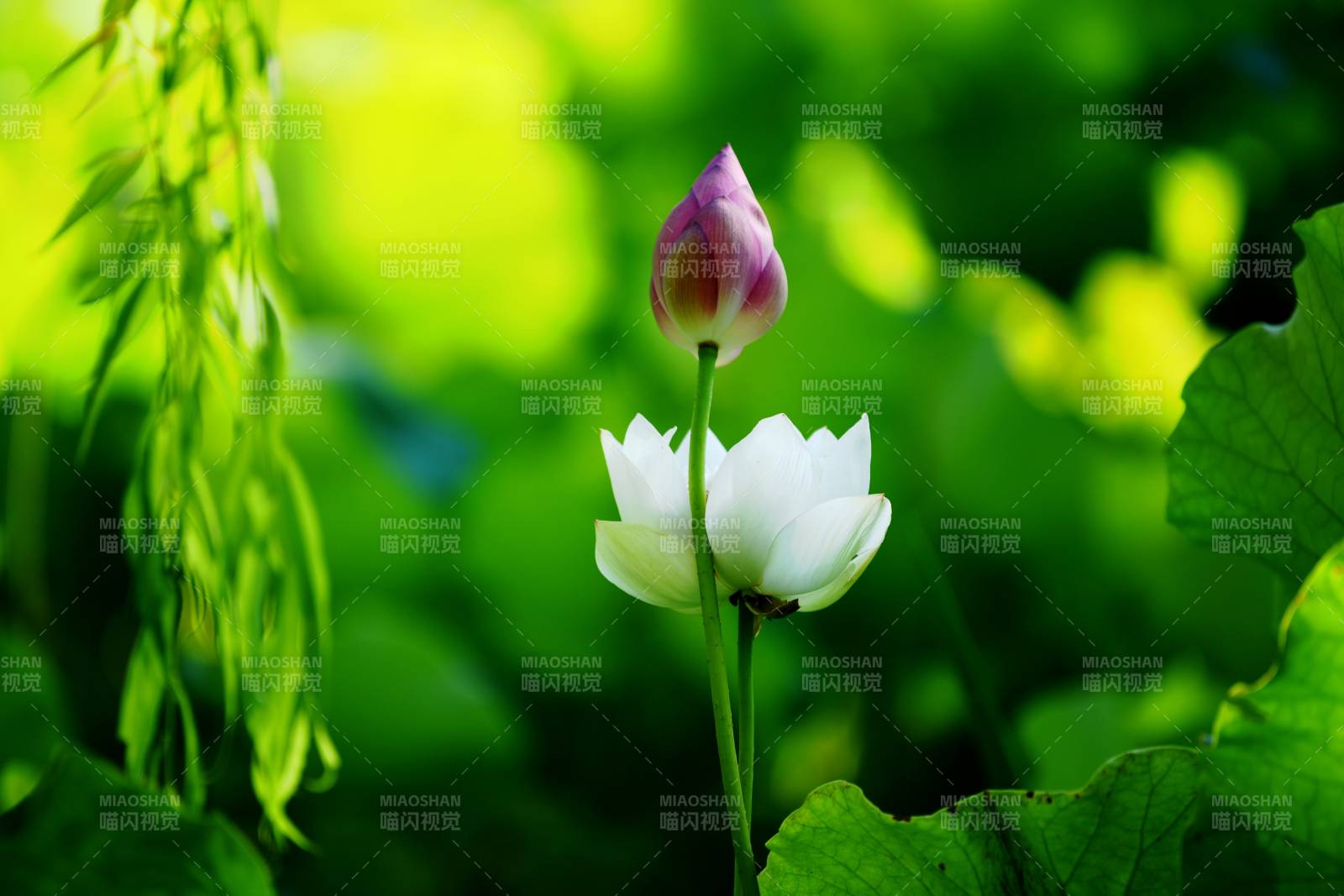 莲花绽放 静谧之美图片