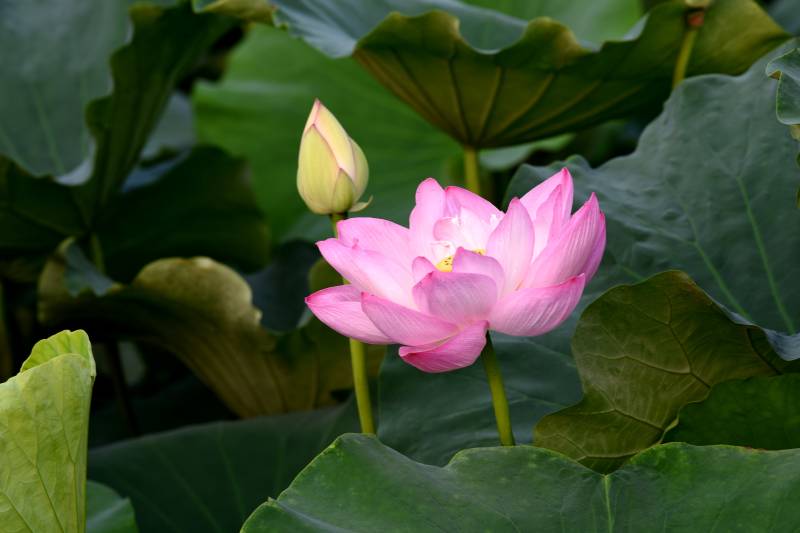 粉莲绽放绿叶间图片