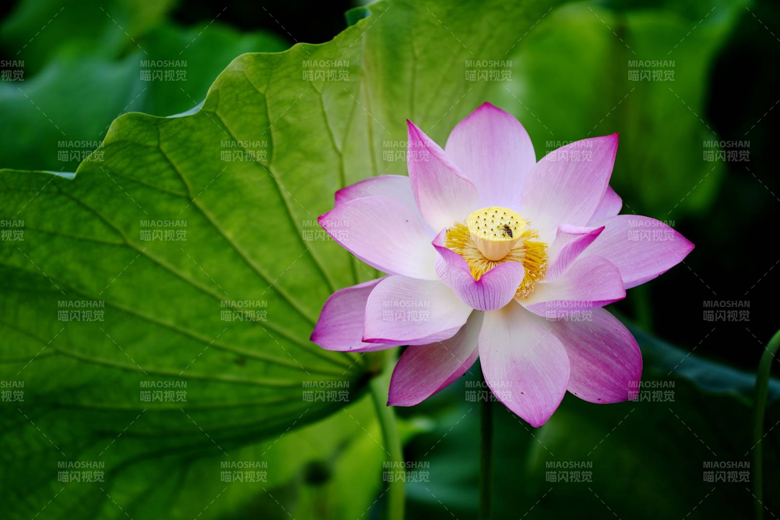 粉莲绽放绿叶间图片