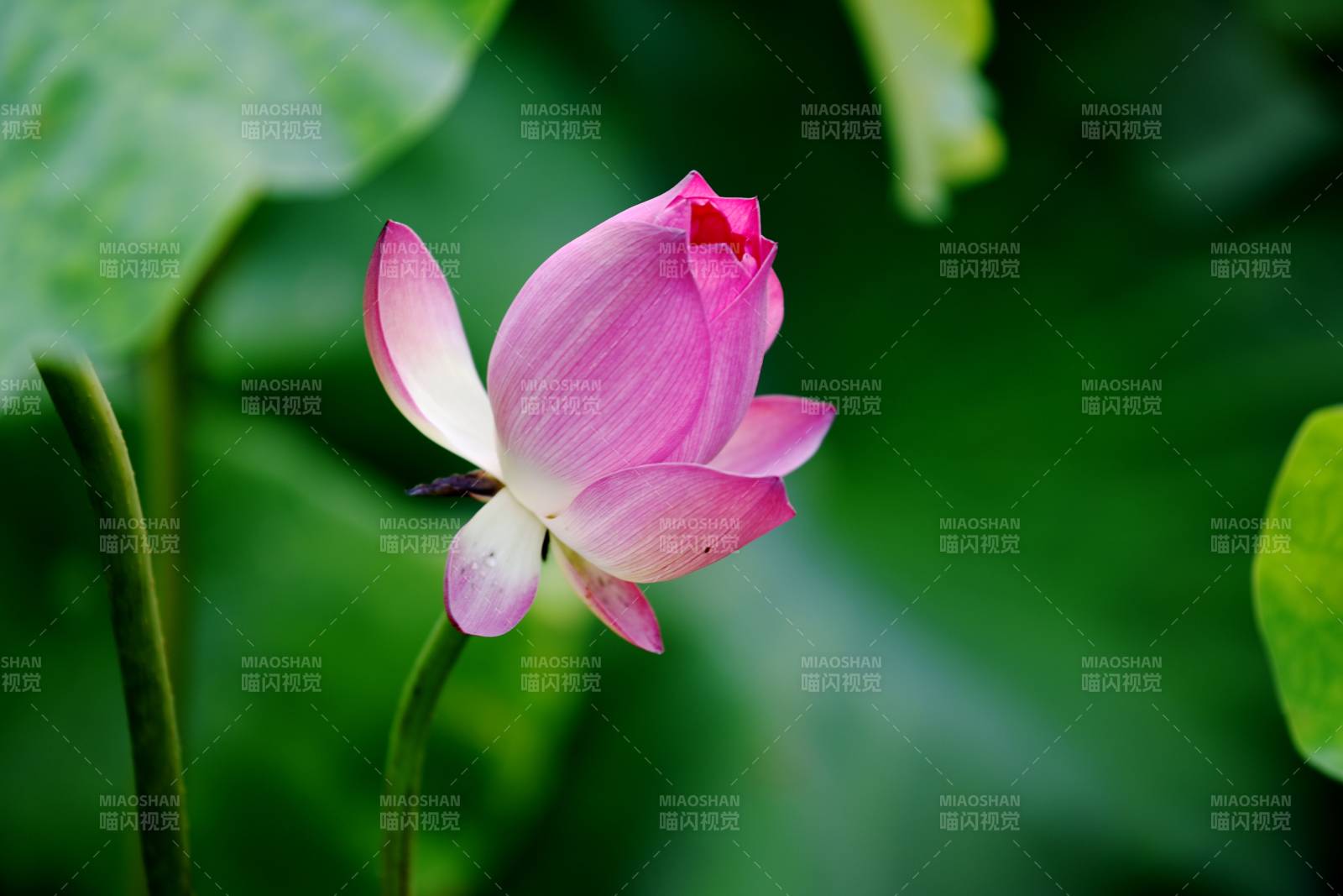 粉莲初绽图片