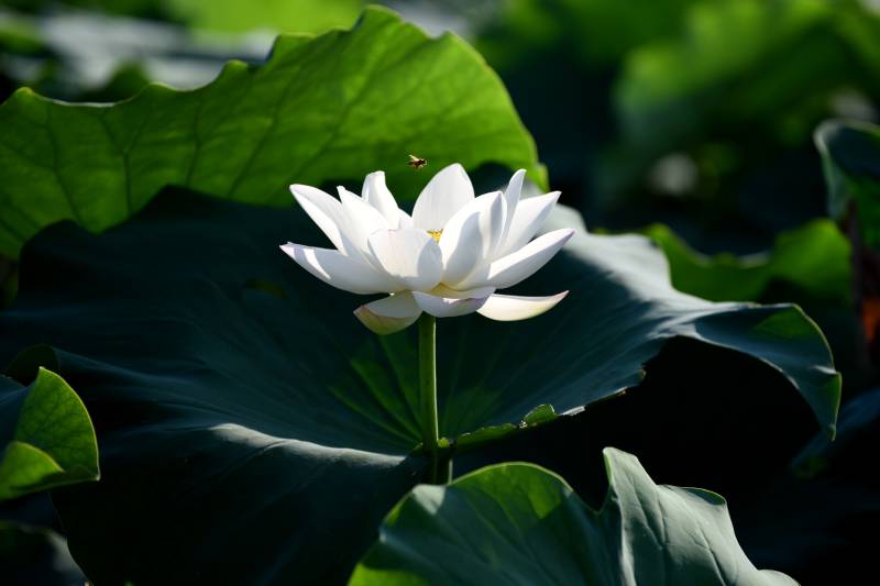 白莲绽放绿叶间图片