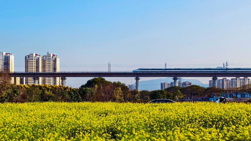 油菜花海与高铁图片