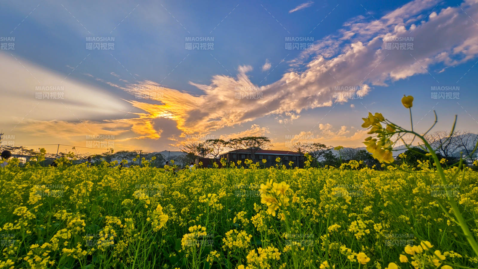 油菜花海夕阳图片