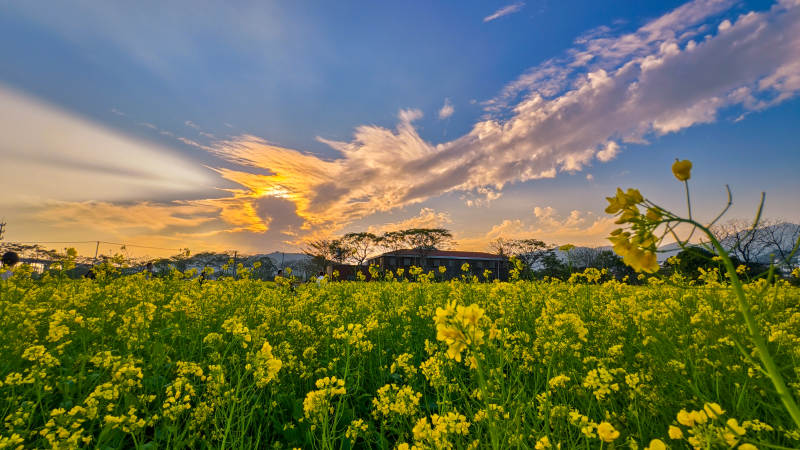 油菜花海夕阳图片