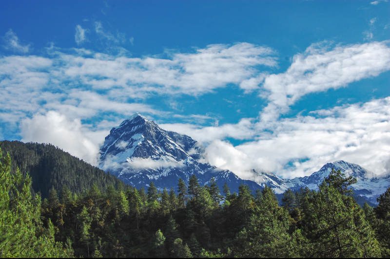 雪山云海松林图片