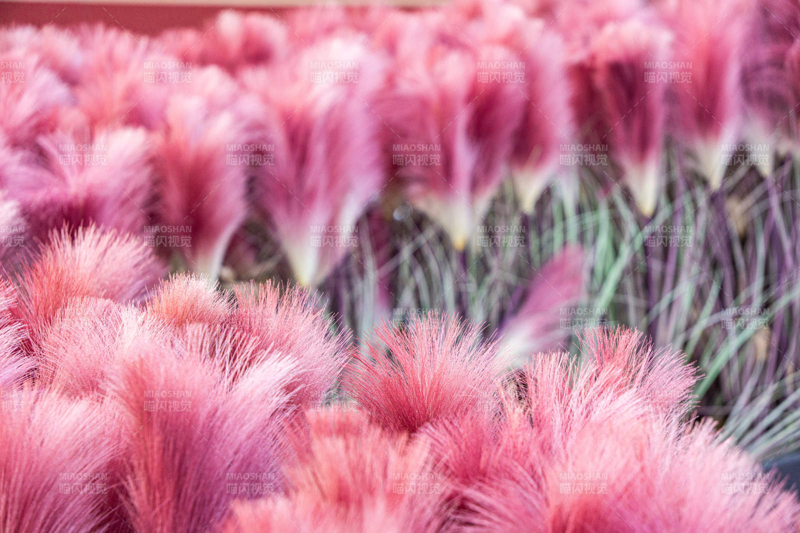 粉红羽毛草丛图片