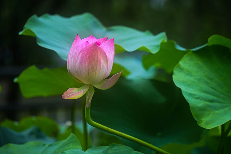 含苞待放的粉色荷花花苞特写图片