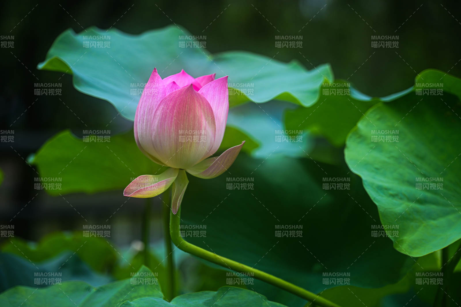 含苞待放的粉色荷花花苞特写图片