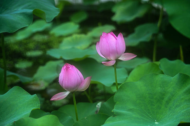 池塘中含苞待放的粉色荷花与荷叶特写图片