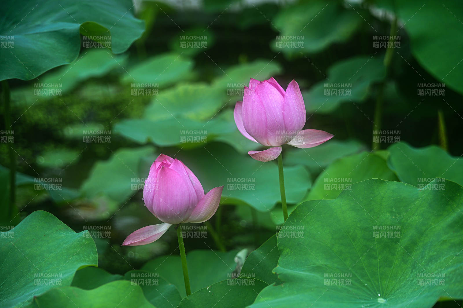 池塘中含苞待放的粉色荷花与荷叶特写图片