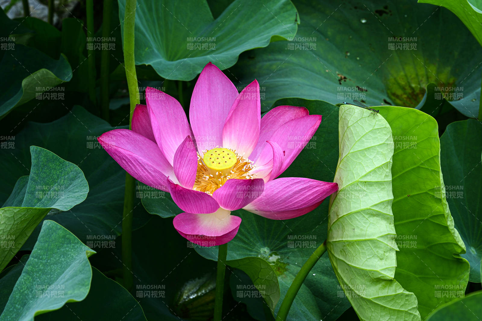 盛开的粉色荷花与荷叶特写图片