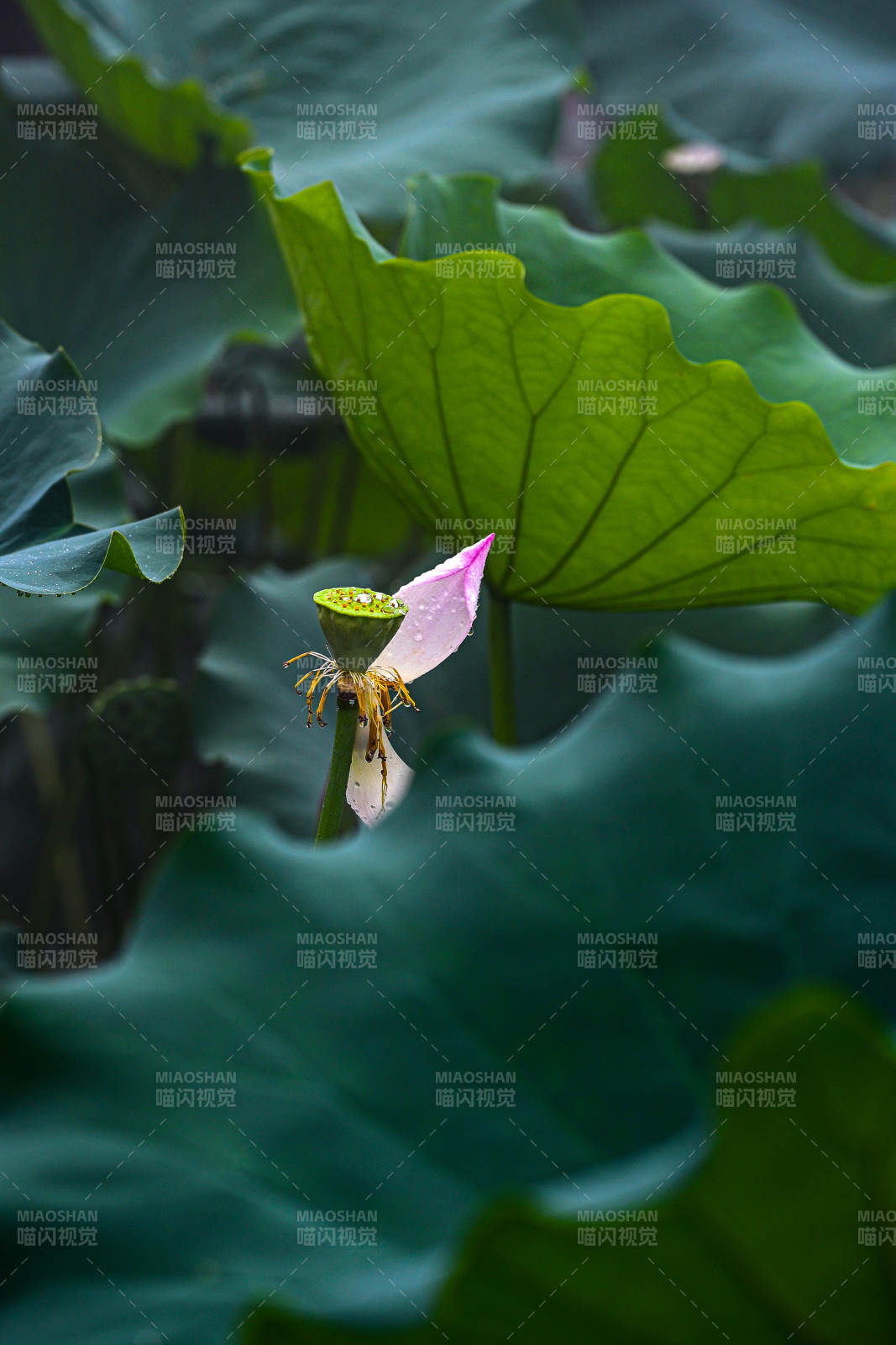 雨后阳光下荷塘中盛开的荷花与荷叶景观图片