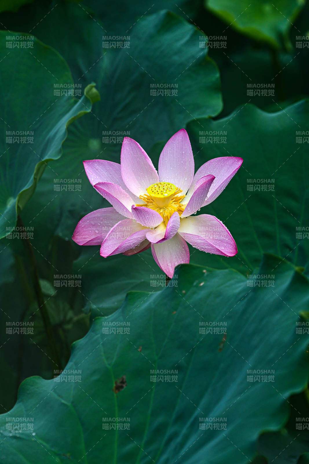 雨中盛开的粉色荷花特写图片