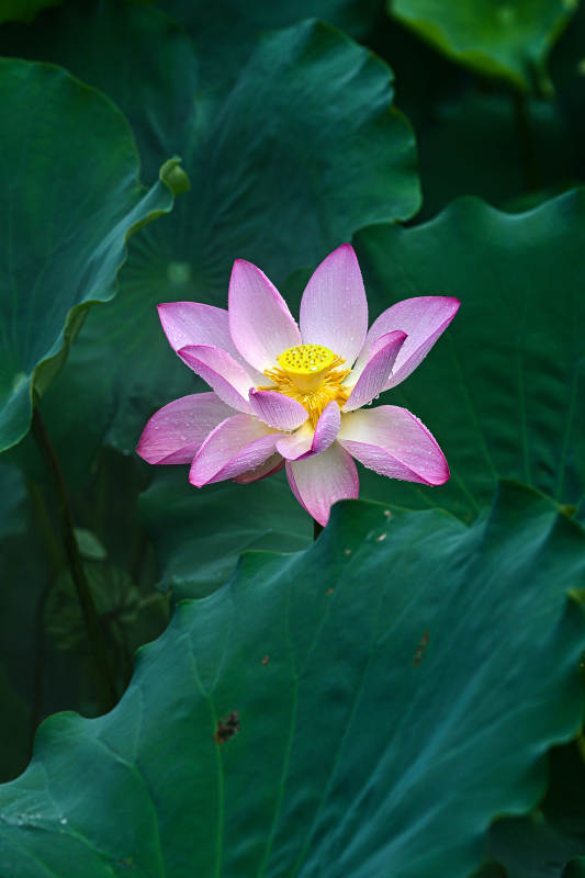 雨中盛开的粉色荷花特写图片