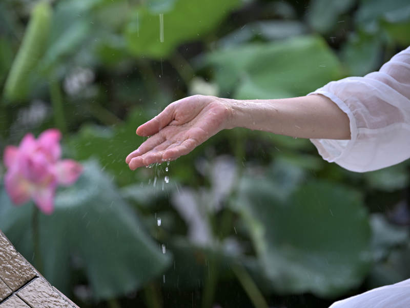 荷花荷叶为背景的手接雨水特写图片