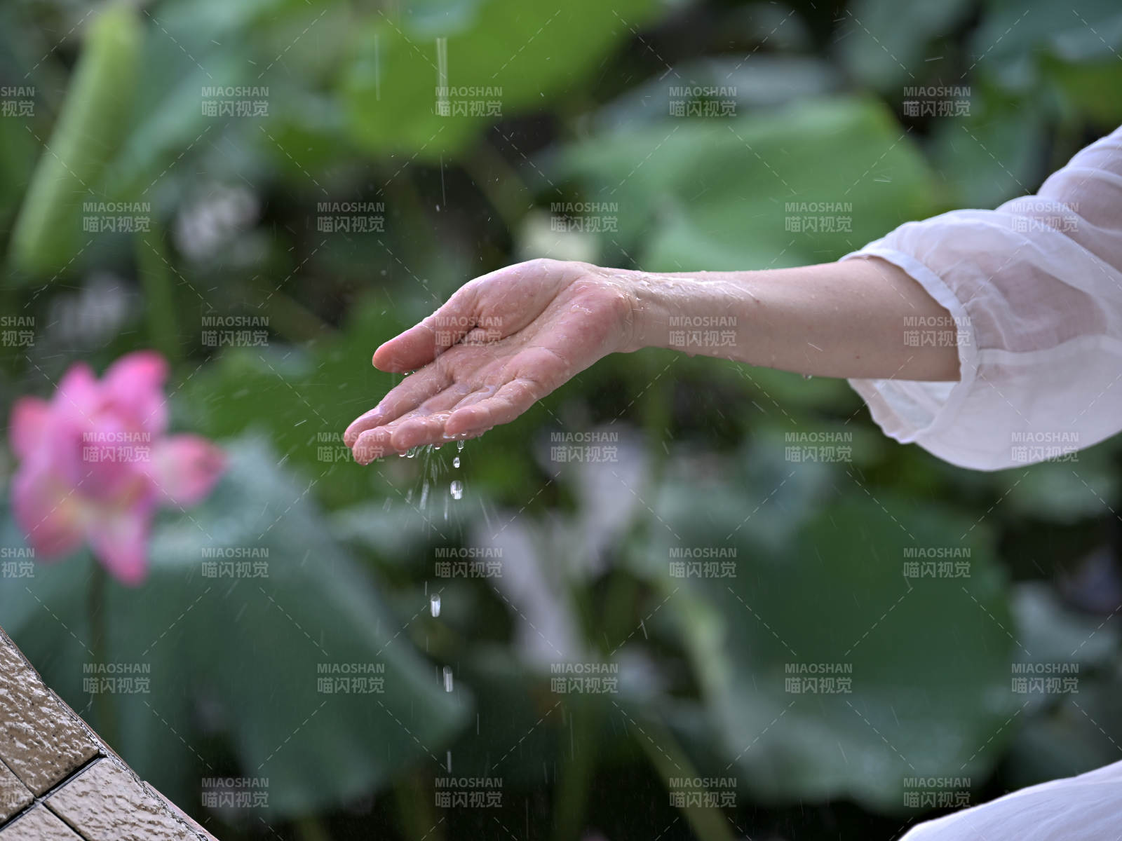 荷花荷叶为背景的手接雨水特写图片